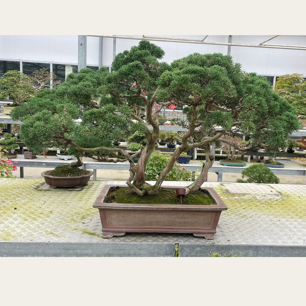 Juniperus Nr.35