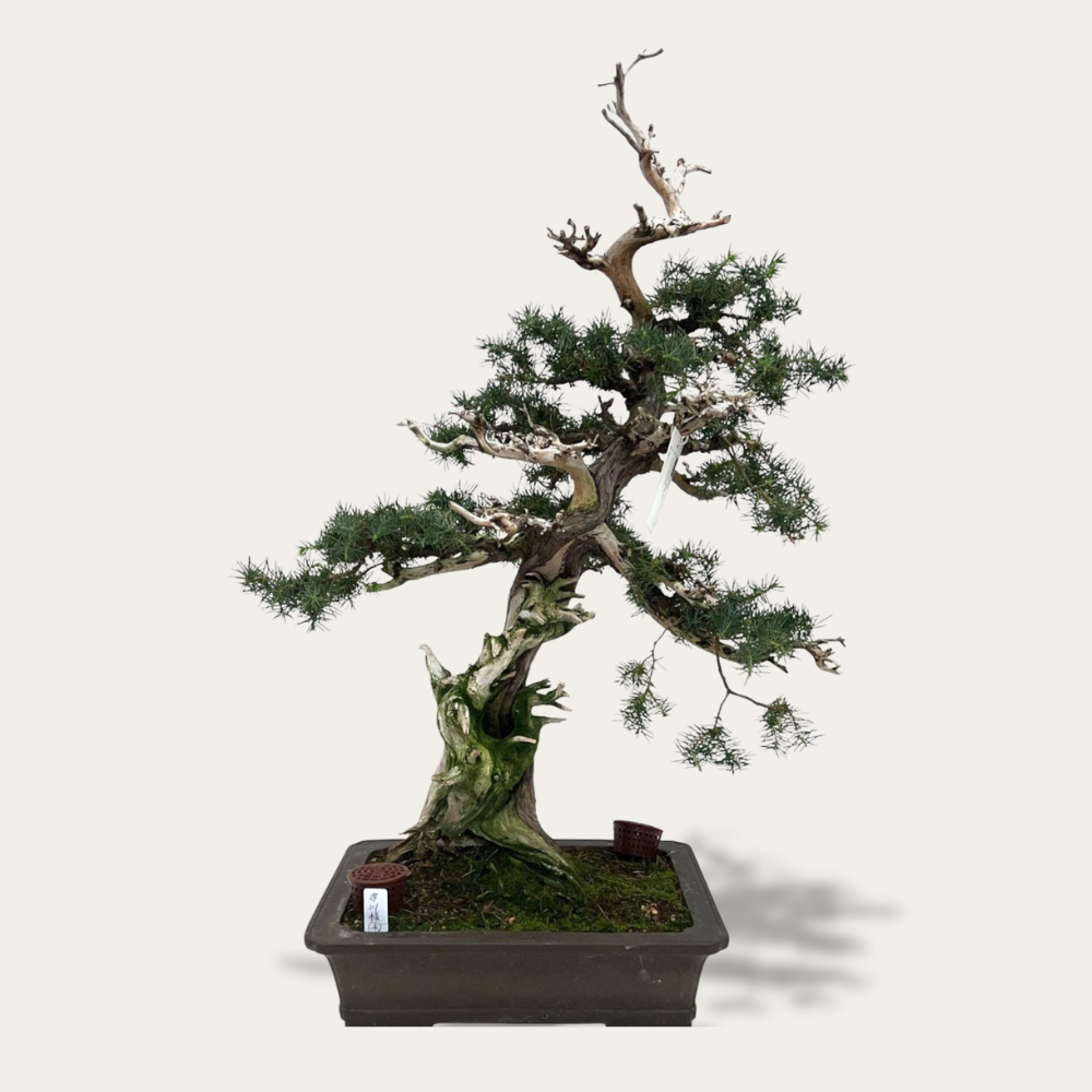 Juniperus No. 36
