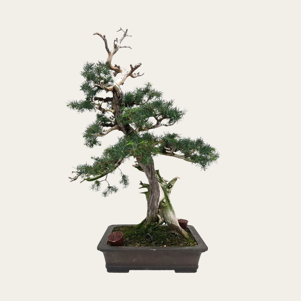 Juniperus No. 36
