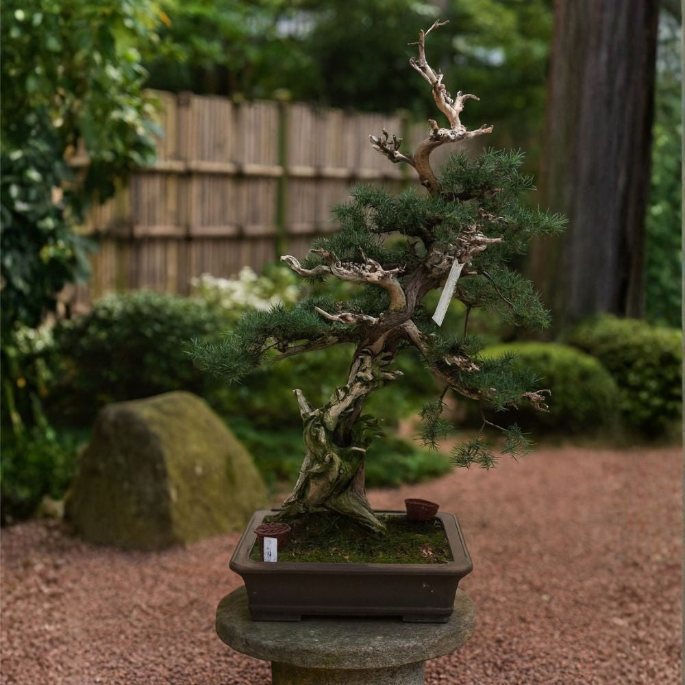 Juniperus No. 36