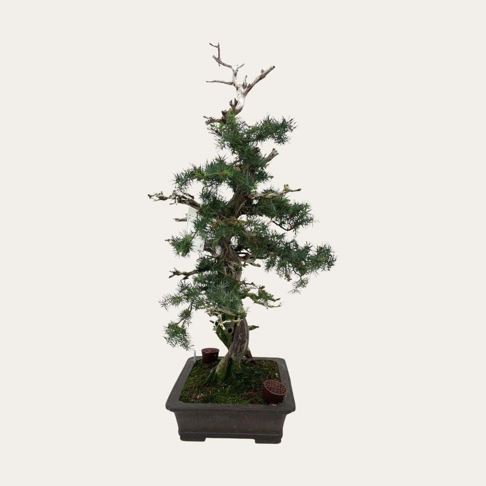 Juniperus No. 36
