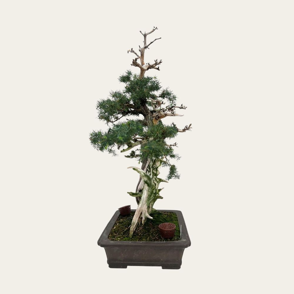 Juniperus No. 36
