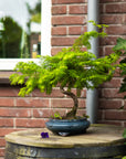 Metasequoia-spiral
