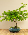 Metasequoia-spiral