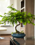 Metasequoia-spiral