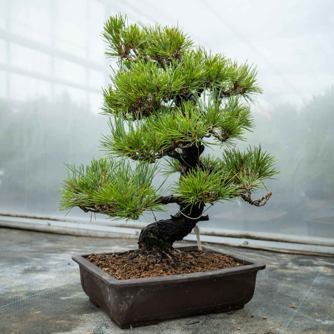 Pinus thunbergii Nr.05