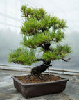 Pinus thunbergii Nr.05