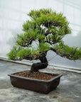 Pinus thunbergii Nr.05