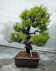 Pinus thunbergii Nr.05