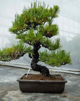 Pinus thunbergii Nr.05