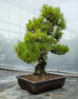 Pinus thunbergii Nr.05