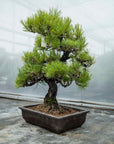 Pinus thunbergii Nr.05