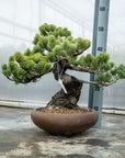 Pinus Parviflora No.11