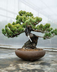 Pinus Parviflora No.11