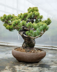 Pinus Parviflora No.11