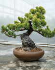 Pinus Parviflora No.11