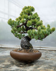 Pinus Parviflora No.11