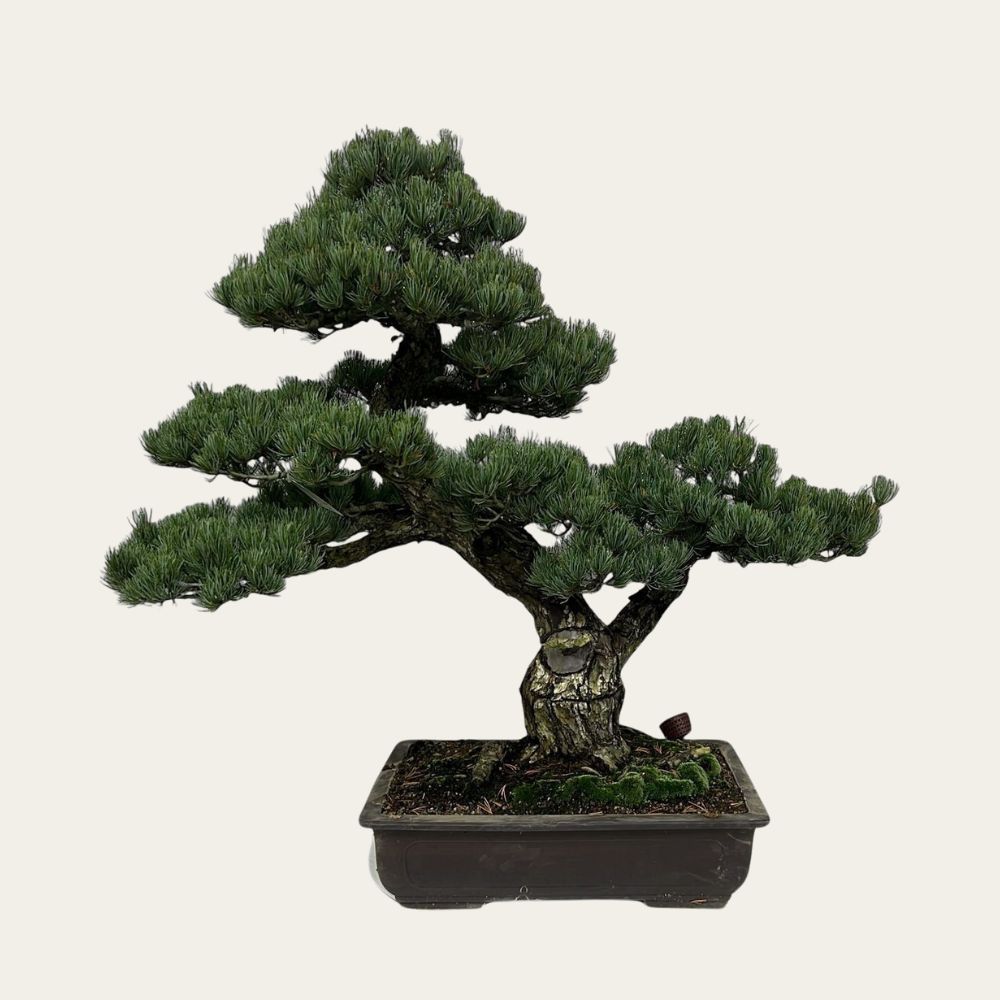 Pinus No. 30