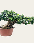 Ficus No. 28