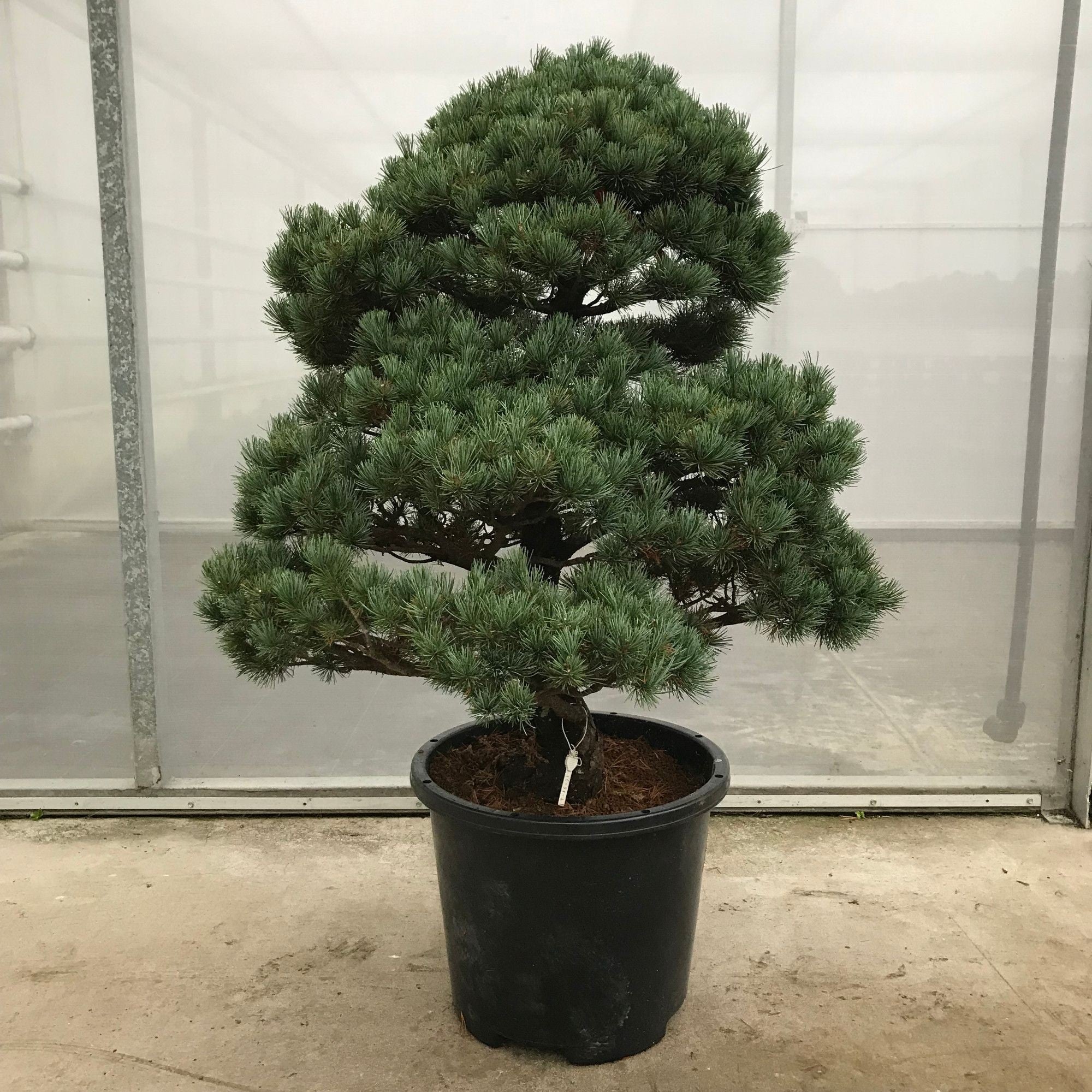 Pinus Nr.41