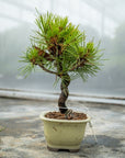 Pinus thunbergii No.08 