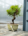 Pinus thunbergii No.08 