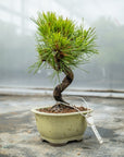 Pinus thunbergii No.08 