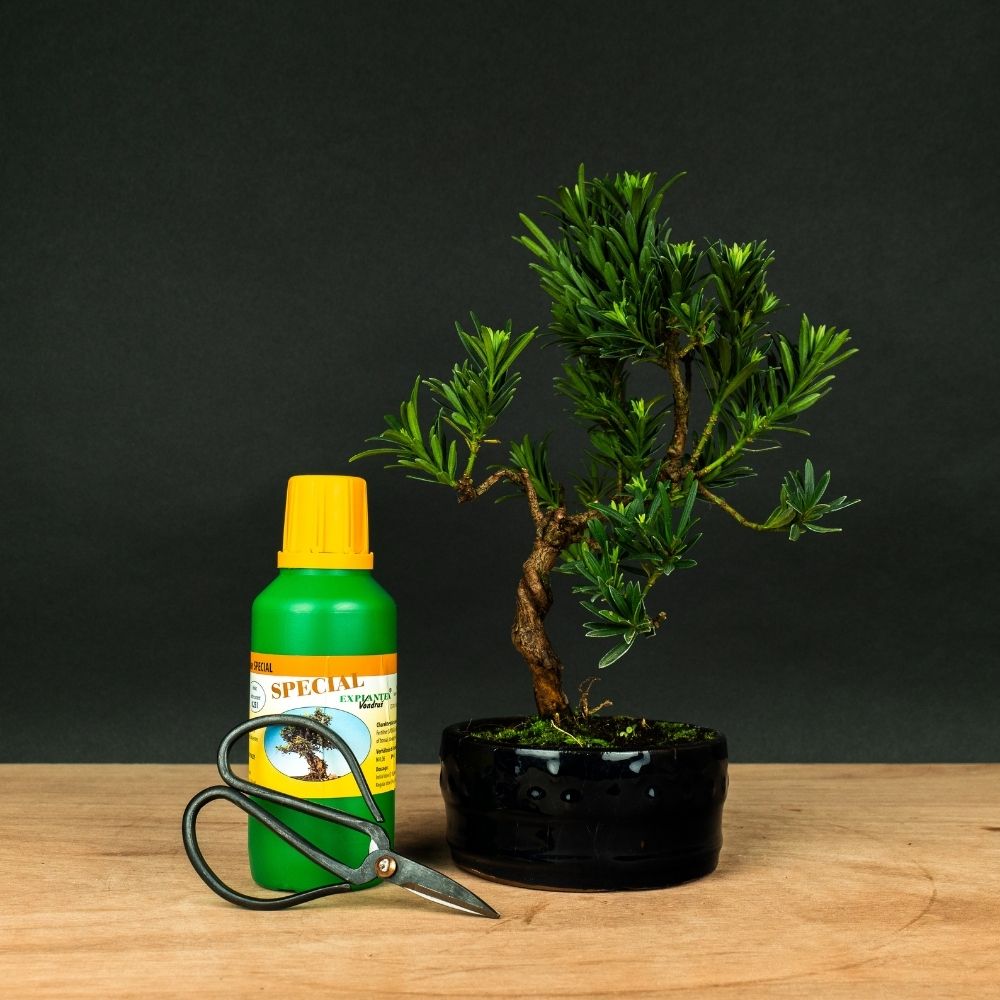 Podocarpus Starterset