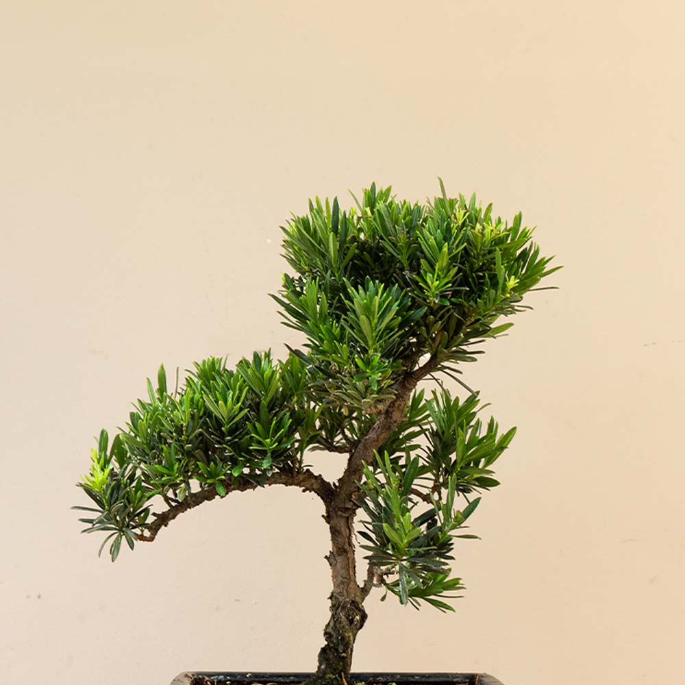 Podocarpus Onisan