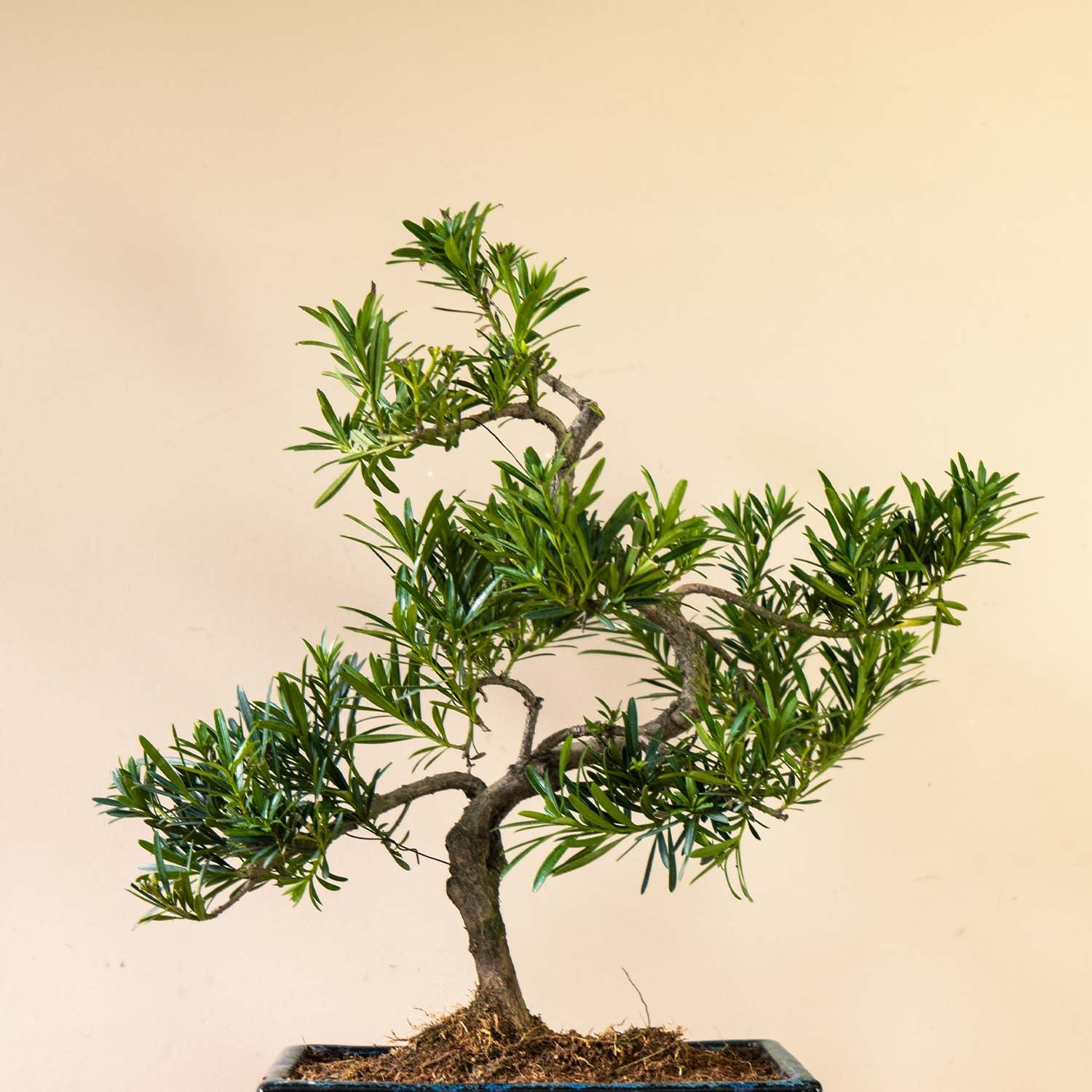 Podocarpus Sobo