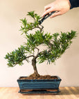 Podocarpus Sobo
