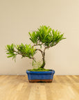 Podocarpus Seishōnen