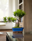 Podocarpus Seishōnen