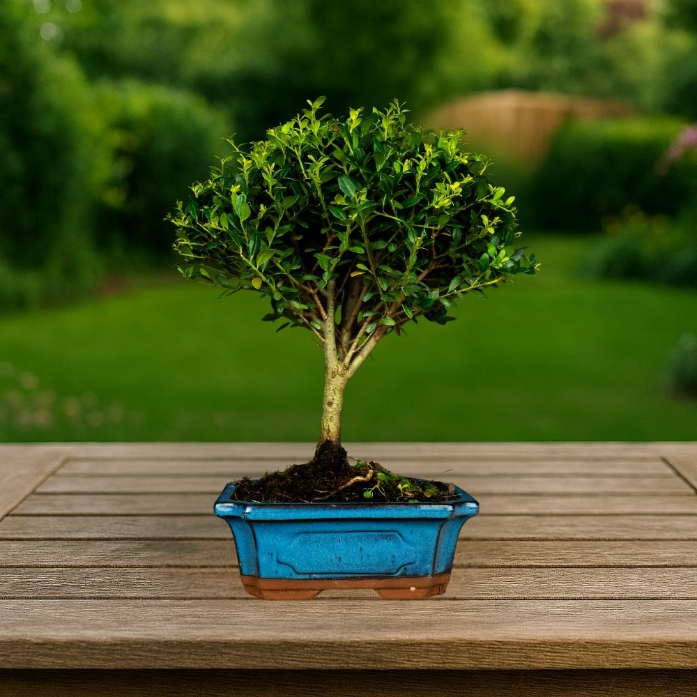 Testbonsai