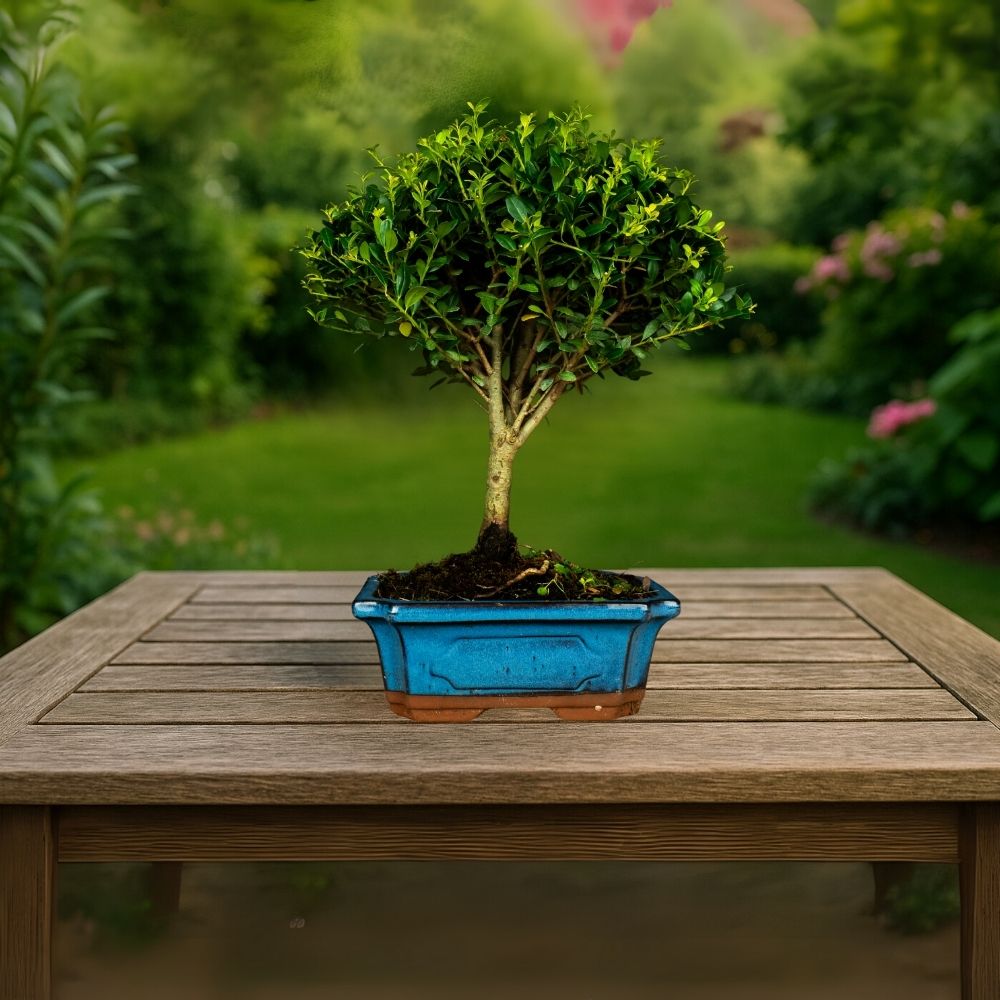 Testbonsai