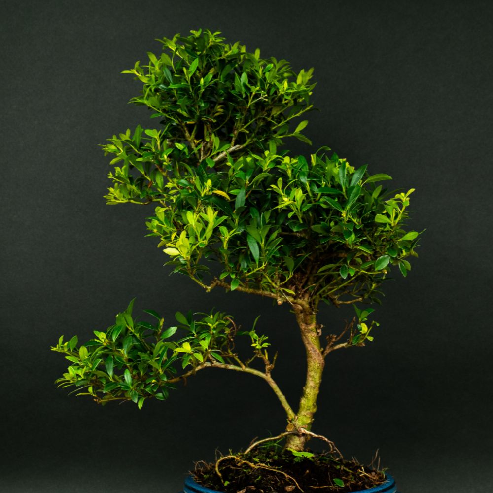 ILEX Spiral