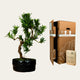 Ønsketræ Podocarpus