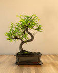 Zelkova Tennen