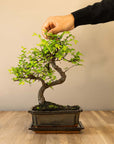Zelkova Tennen
