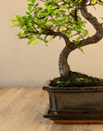 Zelkova Tennen