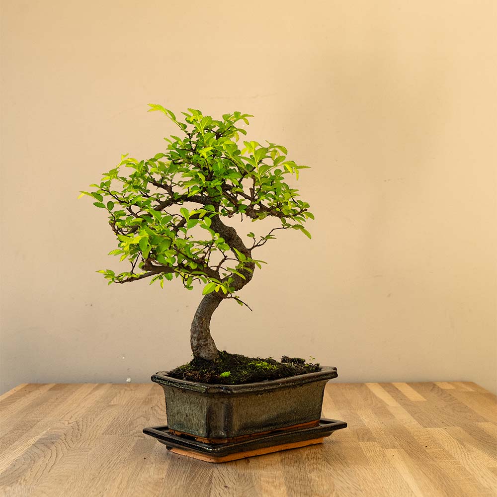 Zelkova Tennen