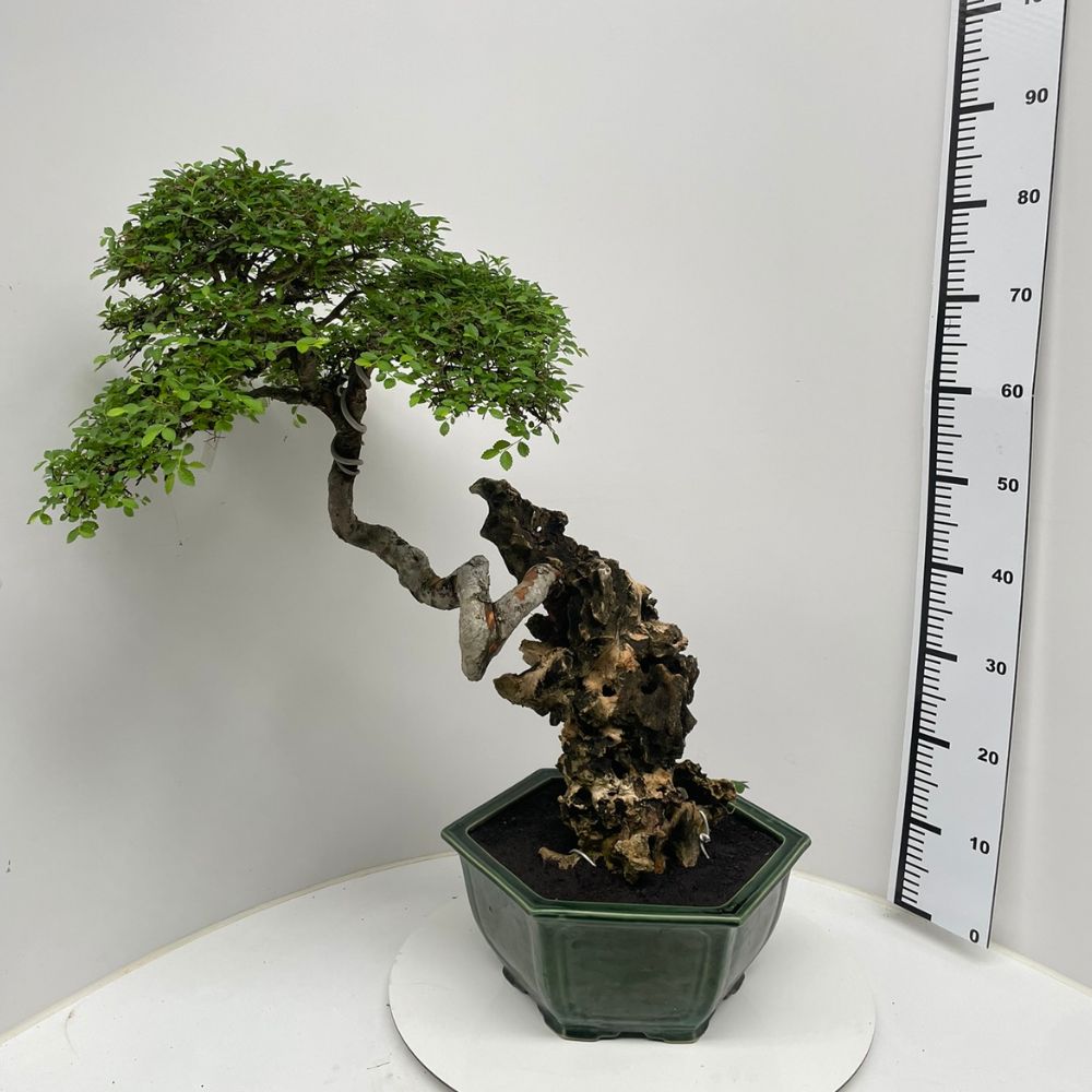 Zelkova Nr.38