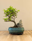 Zelkova Landskab