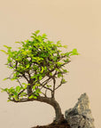 Zelkova Landskab