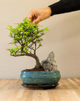 Zelkova Landskab