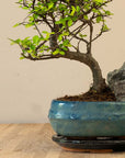 Zelkova Landskab