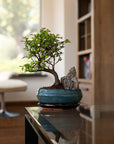 Zelkova Landskab