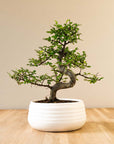 Zelkova Marui