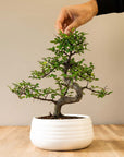 Zelkova Marui