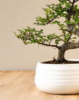 Zelkova Marui